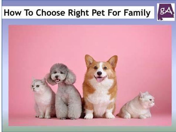 Which pet would you choose?