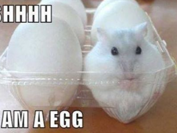 If you could have a hamster disguise what would it be and why?