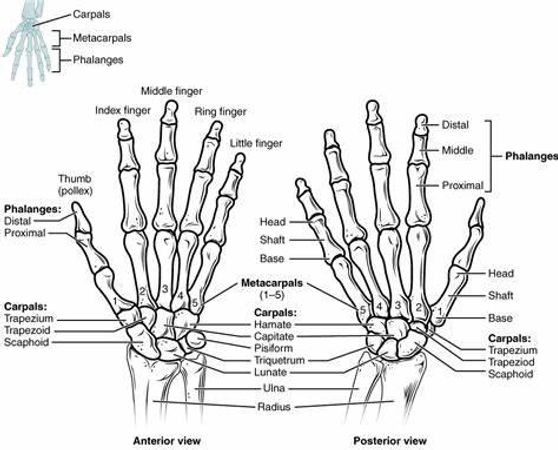 What is your preferred type of hand accessory?