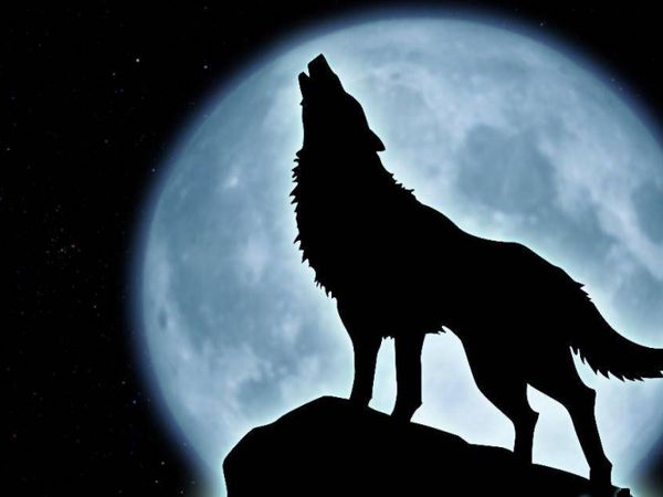 You hear a howl, find the howler. He/she is the most gorgeous you have ever seen. What do you do?