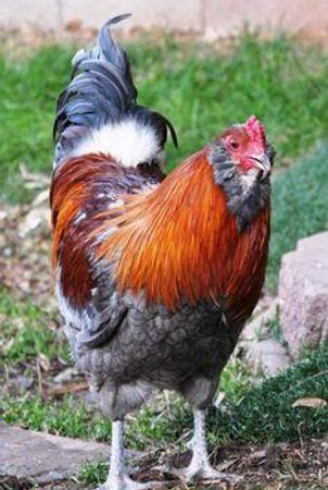 Rate this chicken.