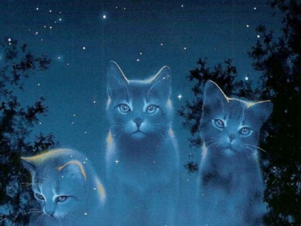 Do you believe in StarClan?