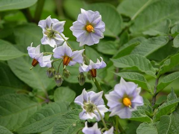 Which of these are poisonous to horses? 1. Ryegrass 2. Wild chicory 3. Thistle 4. Oak 5. Potato 6. Nettle 7. Annual bluegrass 8. Velvetgrass 9. Bracken 10. Timothy