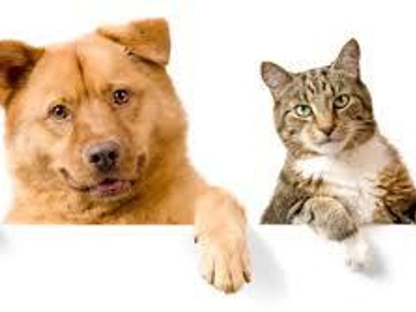 Are dogs superior to cats?