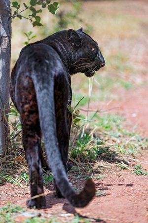 Select a black animal: