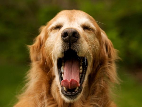 PLEASE YAWN!