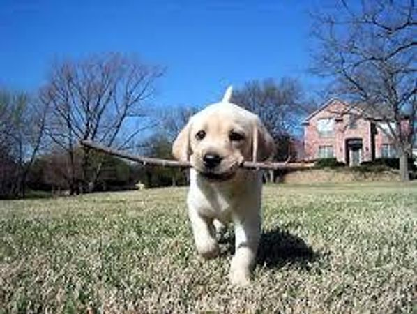 do you like to play fetch?