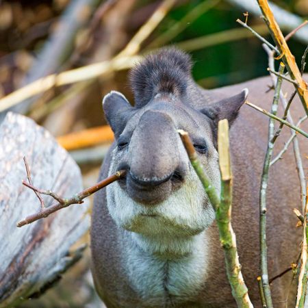 Which funny animal best represents your personality?