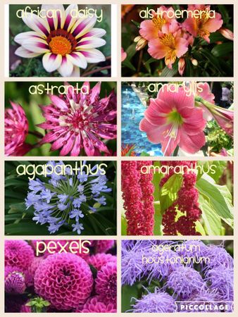 Which is the most attractive flower? (From pic)