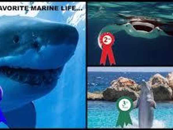 What is your favorite marine environment?