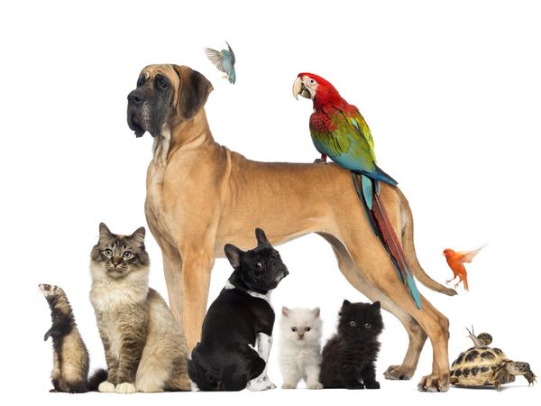 Which animal would you keep as a pet?