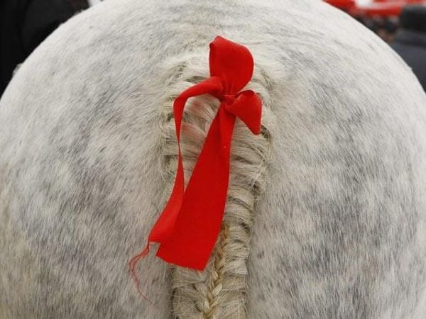 If you see a horse with a red ribbon on its tail, you would