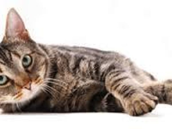 Roleplay time. Picture this- you are a thunderclan cat on a morning hunting patrol minding your own business when you scent clan cat on your territory, when you see him/her you notice they don't seem to have a hostile glare towards you and calmly lie there. You have seen this cat before and sort of fancy them. What do you do?