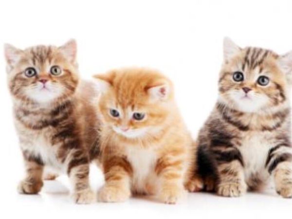 Do you like/love kittens!!!