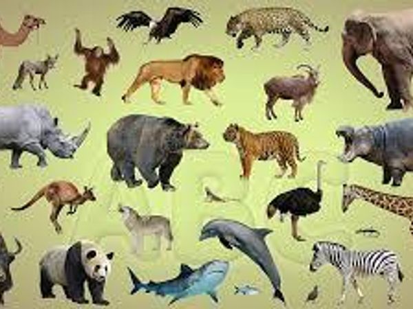 What's your favorite animal?