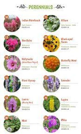 Which plant attracts you the most?