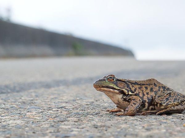 There is a frog in the road. You are on the highway and late for work. What would you do?