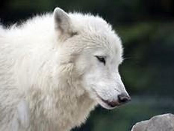 Are u wolf smart? *Meaning u know everything about wolves*