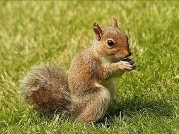 How would you think squirrel would taste?