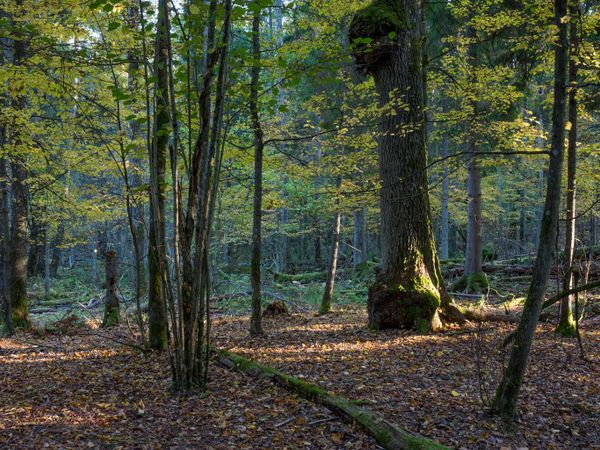 You find yourself in a forest. What do you do?