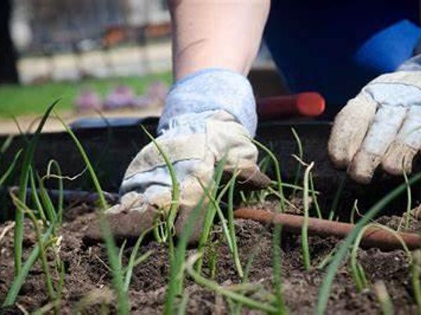 What is your preferred gardening task?