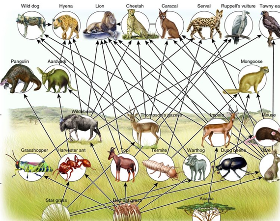 Where are you in the food chain?