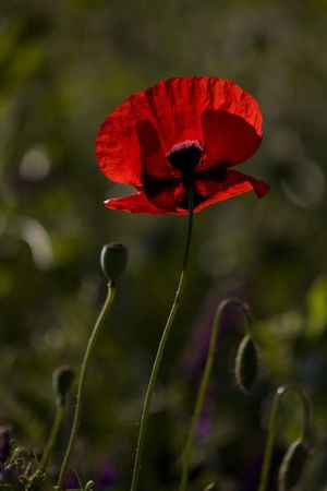 Which red flower sums your persona?