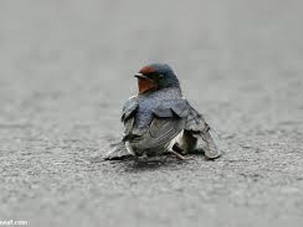 What would you do if you found a bird with a broken wing on the road?