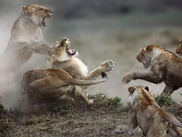 If you seen a large pride of lions fighting for territory and one of them was heading for you, How would you react?