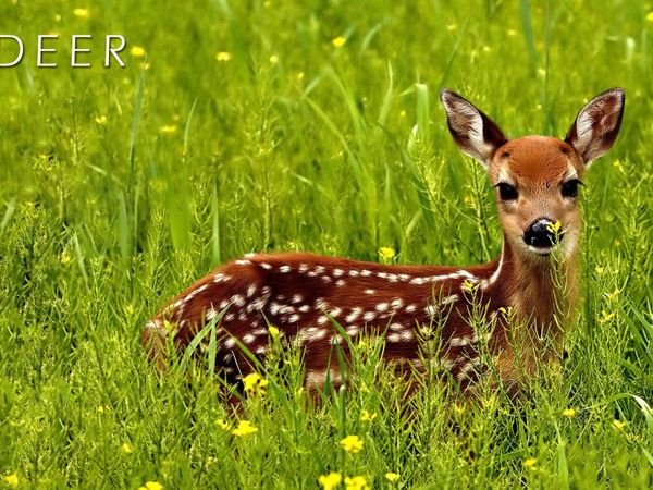 Right as your about to give up on your search for deer you hear a small scuffle coming from the bushes near by. When you peek in the bushes to see what it is you find a small baby deer or fawn laying in the long grass a few paw lengths away. It doesn't know that your around so it gives you a chance to stalk toward the young but strong enough little deer just before it hears you coming you see mama deer appear from behind a tree chewing left over grass it had in its mouth gently but hesitantly pushes its fawn up from the long grass and prance off into the woods . What will you do next?