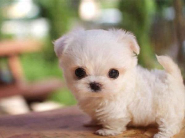 Is this lil' puppy cute or not?!