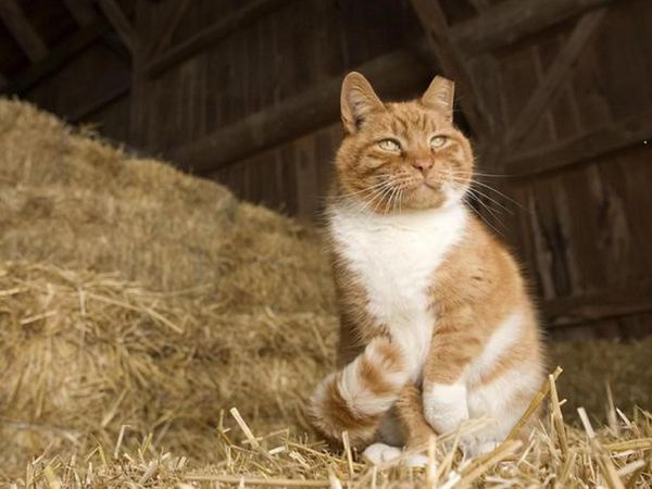 The barn cat has snuck into your stall and is sleeping on your hay! That's your dinner; what do you do?