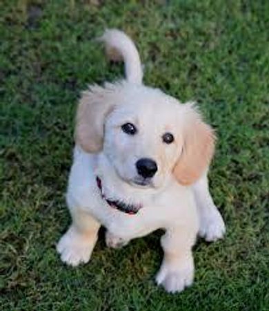 You see a puppy walk over to you and he is looking at your food. Would you give the hungry puppy your food?