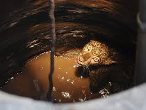 You see an animal fall in a well