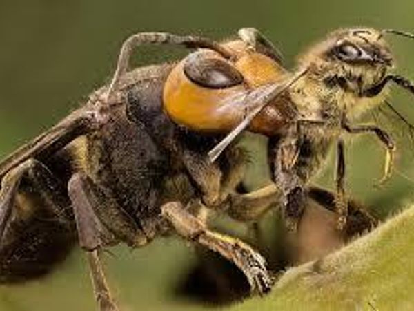 Who would win in a fight giant ant or giant bee