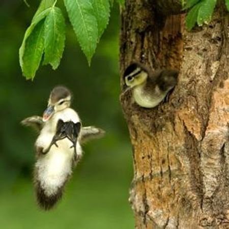 A bird falls out a tree you.. ( it's a baby)