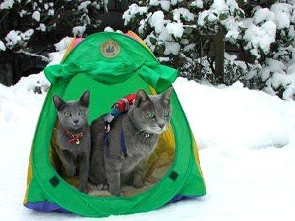 Do you like camping?