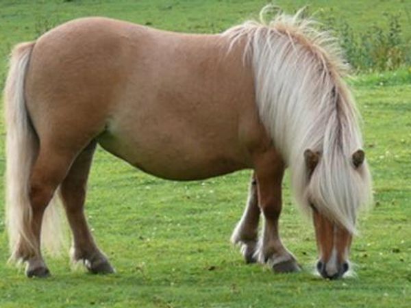 What are the differences between horses and ponies?