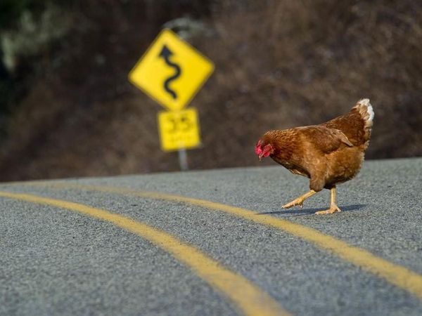 Why did the chicken cross the road?