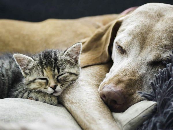 How social would you like your pet to be?