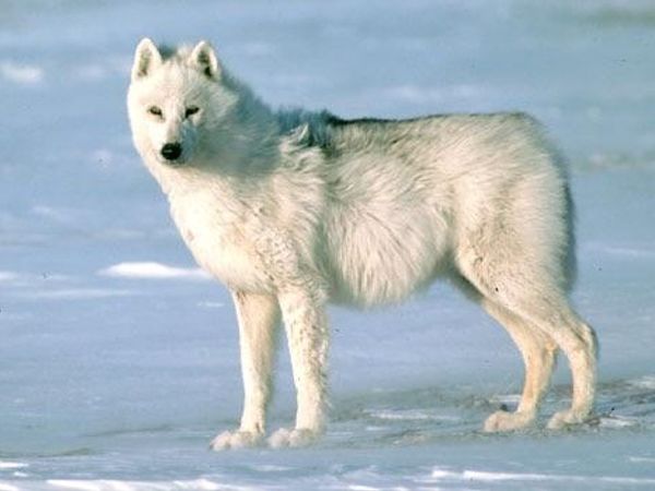 An Arctic Wolf eats the Arctic Fox.