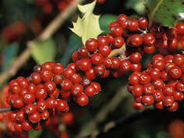 You see some unusual looking berries they look really yummy and you haven't eaten a thing all day!  What do you do