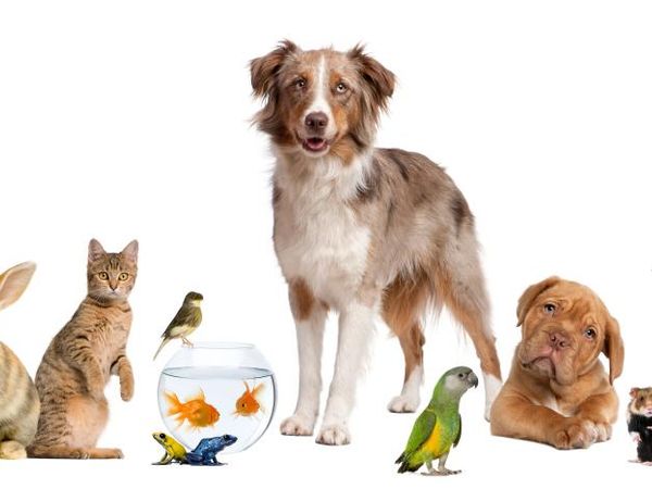 Question eight, if you could get (another) a pet, which pet would it be?