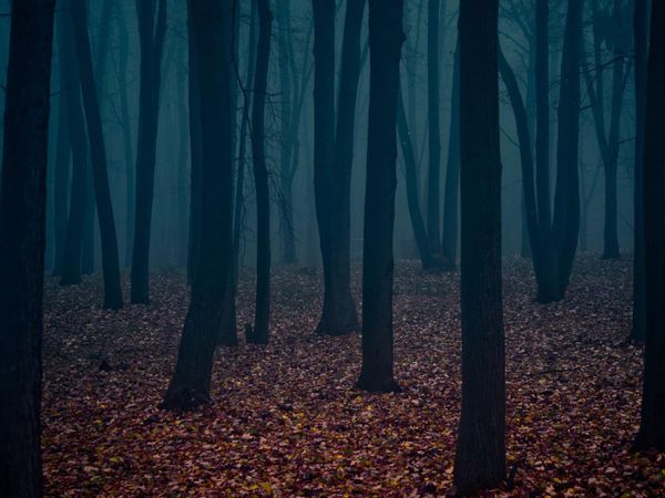 Rp time..you are walking alone in a forest and you hear a scream,you arent sure wether its joyful or dreadful,what do you do?