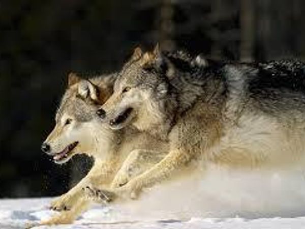 A wolf pack is chasing you what would you do?