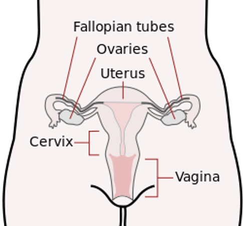 Favorite Part of Female Anatomy