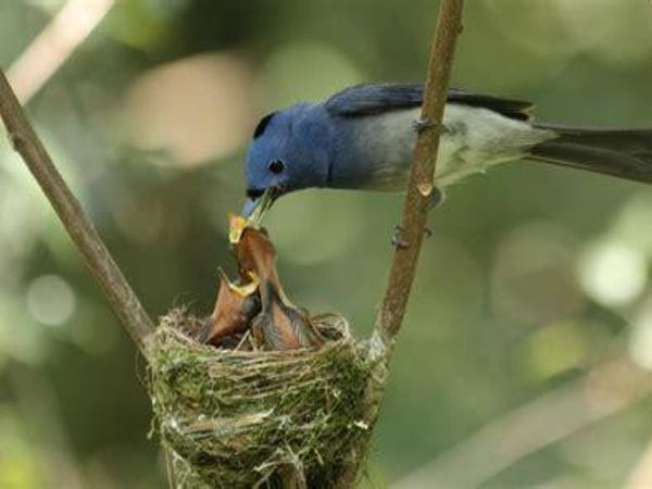 Which bond do you find in the animal kingdom the cutest?