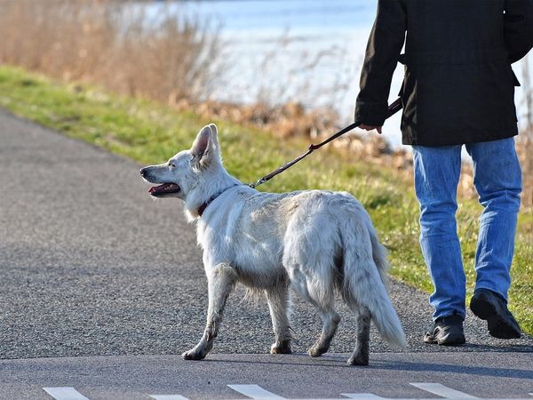 What does your dog do when they want to go for a walk?