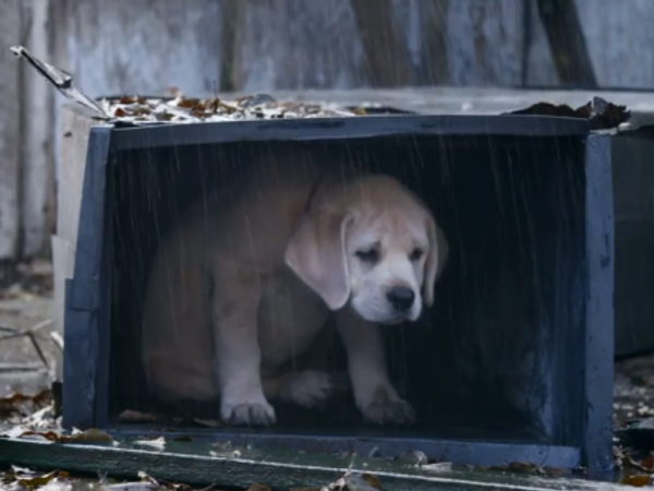 You see a puppy on the side of the road. It's obviously distressed and seems very lost. What do you do with it?