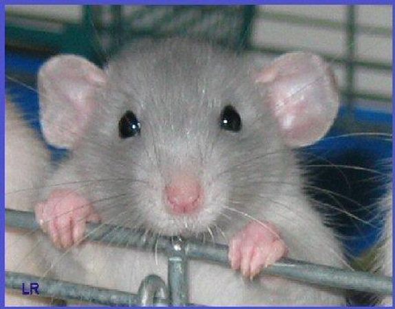 do you like rats